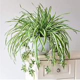 Artificial Hanging Spider plant potted green PVC fake Decor - GardenDecorNmore.com