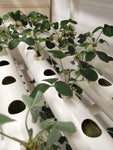 NFT Hydroponics System 108 Holes Kit Vertical Hydroponic Growing Systems PVC Tube Plant Vegetable