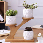 Succulent Plant Flower Holder Ceramic decorative Owl Pattern Pot - GardenDecorNmore.com