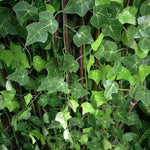 Faux Artificial vine Plants for Home Party Decoration - GardenDecorNmore.com